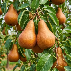 Pom fructifer– Livrare din 15 septembrie- Păr Untoasa Bosc – Rădăcină Ambalată - Anul 3