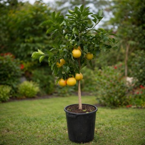 Pomelo (Citrus Maxima) Anul 3 Altoit – Ghiveci – H 140-160 cm