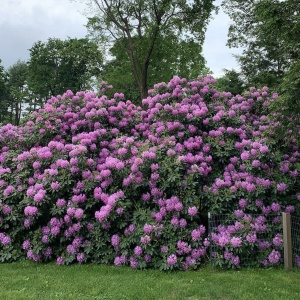Rhododendron - Catawbiense Grandiflora - Ghiveci 5L - Img 3