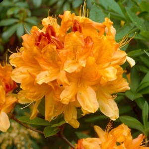Rhododendron - Golden Fire - Ghiveci 2L H 50 - 60 cm - Img 1