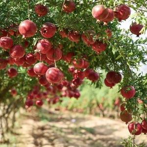 Rodiu Punica Granatum Acco - Anul 2-3 - Rădăcină Ambalată - Img 1