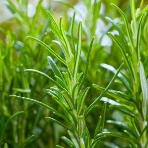 Rozmarin officinalis – Ghiveci P12