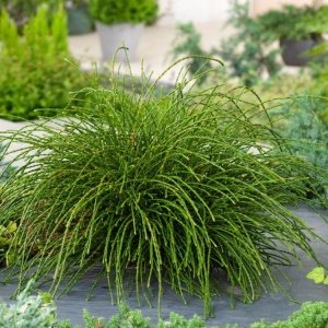 Thuja - Plicata whipecord - ghiveci 2L - H 30 - 40 cm