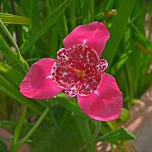 Tigridia - Pink – Pachet 5 bulbi