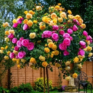 Trandafir Pomișor Plângător Duo Charm – Rădăcină Ambalată – H 150-160 cm