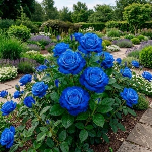 Trandafiri „Electric Blue" – Rădăcină ambalată, anul 2