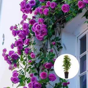 Trandafiri Căţărători Light Purple Parfumați – Anul 3 - Ghiveci 2L