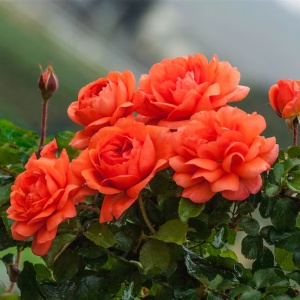 Trandafiri cățǎrători - Orange - Ghiveci 2L - Aqua Flowers - Img 2