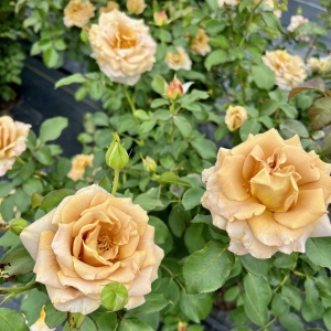 Trandafiri cățǎrători - Quicksand - Rădăcină Ambalată