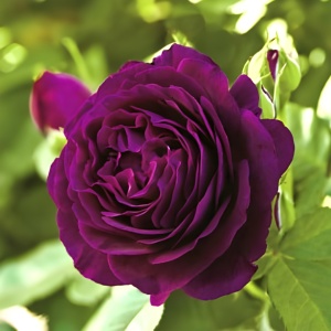 Trandafiri Floribunda - Minerva Fragrance- Ghiveci 3L - Aqua Flowers - Anul 3 - Img 2