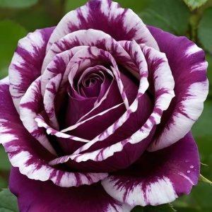 Trandafiri 'Rosa Garden' Hibrizi Amethyst Whisper - Anul 3 - Ghiveci 2L