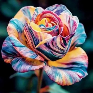 Trandafiri 'Rosa Garden' Hibrizi Artist’s Palette - Rădăcină ambalată