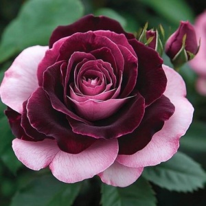 Trandafiri 'Rosa Garden' Hibrizi Velvet Reign - Rădăcină Ambalată Anul 2