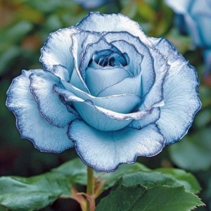 Trandafiri Rosa Spectrum Hibrizi Ice Blue – Anul 3 - Ghiveci 2L