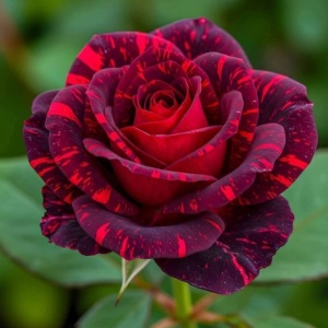 Trandafiri Teahibrid - Velvet Charm - Anul 3 - Ghiveci 2L