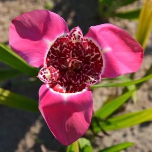Trigridia - Pink – Pachet 5 bulbi - Aqua Flowers - Img 1