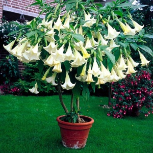 Trompeta îngerilor - Brugmansia - La ghiveci de 3L - Înălțime la livrare 60-70cm - Aqua Flowers - Img 1
