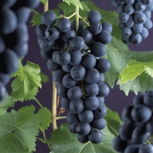 Vita de Vie Frankenthaler - Rădăcină Ambalată Anul 2-3