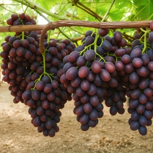 Vita de Vie - Jupiter Seedless ( Fără sâmberi) - Ghiveci 2L - Img 2