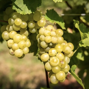 Vita de Vie - Muscat Ottonel - Anul 2 - Ghiveci 2L - Img 3