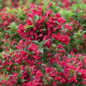 Weigela - Red Prince - Ghiveci 2L - Img 2