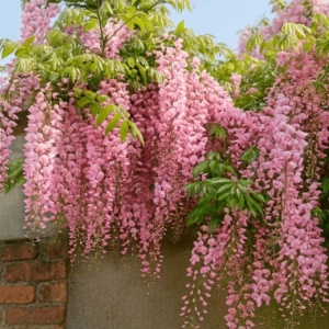 | Wisteria - Glicina - Pink Sinensis - Ghiveci 3L - 70-90 cm