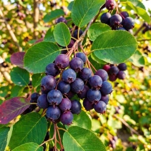 🤍🌿 Amelanchier (Pomul de Stafide) – Radacina Ambalata - Img 2