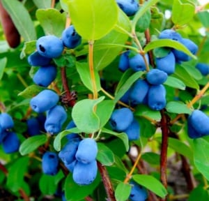 Afin Siberian Kamtschatica - Boaba de Miere – Pom Fructifer Rezistent, cu Fructe Delicioase și Sănătoase - Aqua Flowers - Img 3