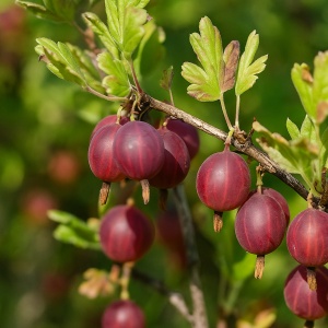 Agriș Roșu Tufă - Rădăcină Ambalată