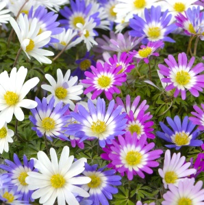 Anemone - Blanda Mixed – Pachet 20 bulbi - Img 2