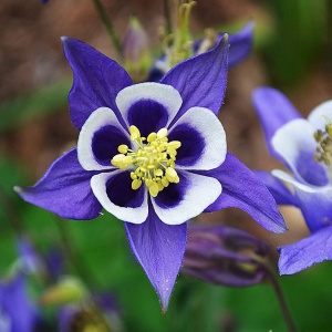 Aquilegia cu flori - Caldarusa - Mov - Ghiveci 2L - H 30-40 cm