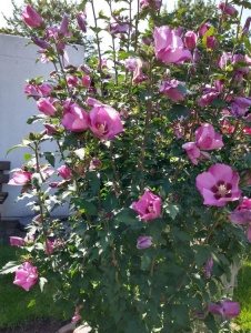 Arbore/arbust - Hibiscus Syracus - rădăcină ambalată - Aqua Flowers - Img 2