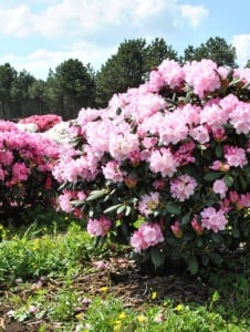 Arbore/arbust - Rhododendron - Aqua Flowers - Img 2