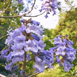 Arborele Printesei - Paulownia tomentosa - Ghiveci 2L - H 30 - 40 cm - Img 2