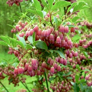 Arbust cu clopotei - Enkianthus campanulatus - Ghiveci H 80 cm - Img 2