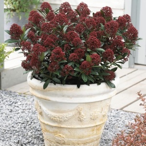 Arbust - Liliac Japonez – Skimmia Japonica Red – Ghiveci - H 50 cm - Img 2