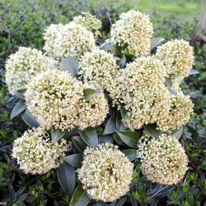 Arbust - Liliac Japonez – Skimmia Japonica White – Ghiveci - Img 1
