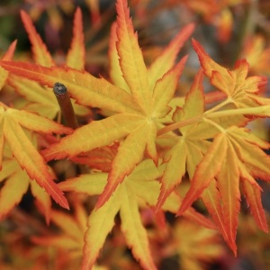 Arbust ornamental - Artar Japonez - Katsura – Ghiveci 2L - Img 1