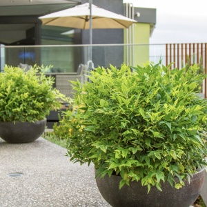 Arbust ornamental - Bambus Sfânt Nandina Lemon Lime - ghiveci 2L - Aqua Flowers - Img 1