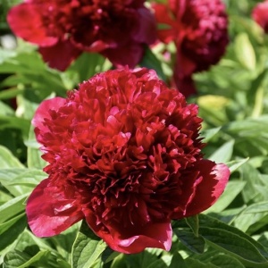 Arbust ornamental - Bujor Red Charm - ghiveci 3L