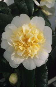 Arbust ornamental - Camelia Japonica Alb-Galben - Blue Angel- Ghiveci 2L - Aqua Flowers - Img 2