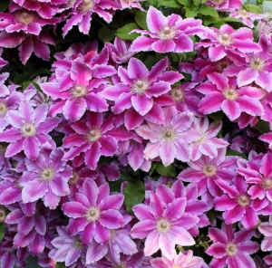 Arbust ornamental - Clematis - Dr. Ruppel - Ghiveci 2L