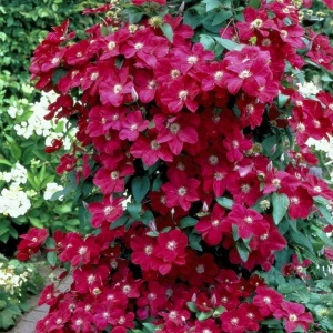 Arbust ornamental - Clematis - Rouge Cardinal - ghiveci P9 - Img 2