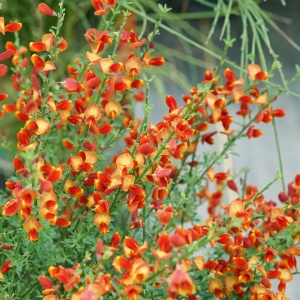 Arbust ornamental - Cytisus - Lena - ghiveci 1.5L - Img 2