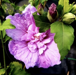 Arbust ornamental - Hibiscus Syriacus - Lavender Chiffon - Aqua Flowers - Img 1