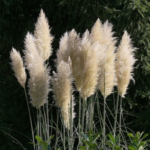 Arbust ornamental - Iarbă de Pampas Alba - Cortaderia Silver - ghiveci 2L
