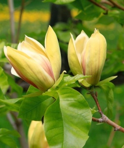Arbust ornamental - Magnolia Sunsation - Ghiveci - Img 3
