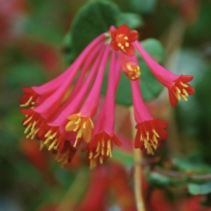 Arbust ornamental - Mâna Maicii Domnului / Caprifoi Lonicera Scarlet – Ghiveci - Aqua Flowers - Img 3