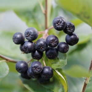 Aronia Nero - Ghiveci - Anul 2 H 30 - 40 cm