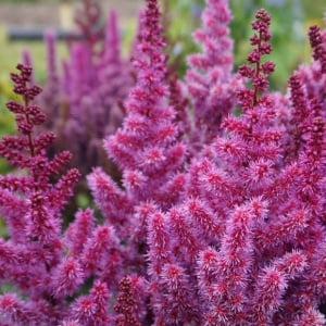 Astilbe - Purple Rain – Pachet 1 Rădăcină - Aqua Flowers - Img 1